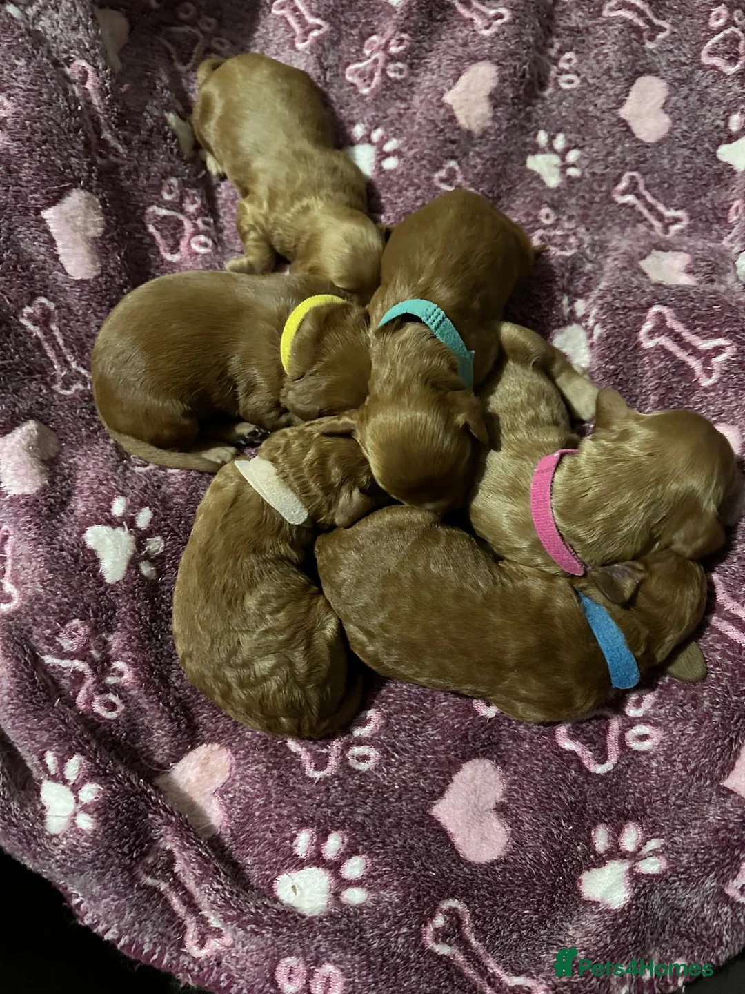 Cockapoo dogs for sale: Two gorgeous girls left.Ready to leave - Advert 2