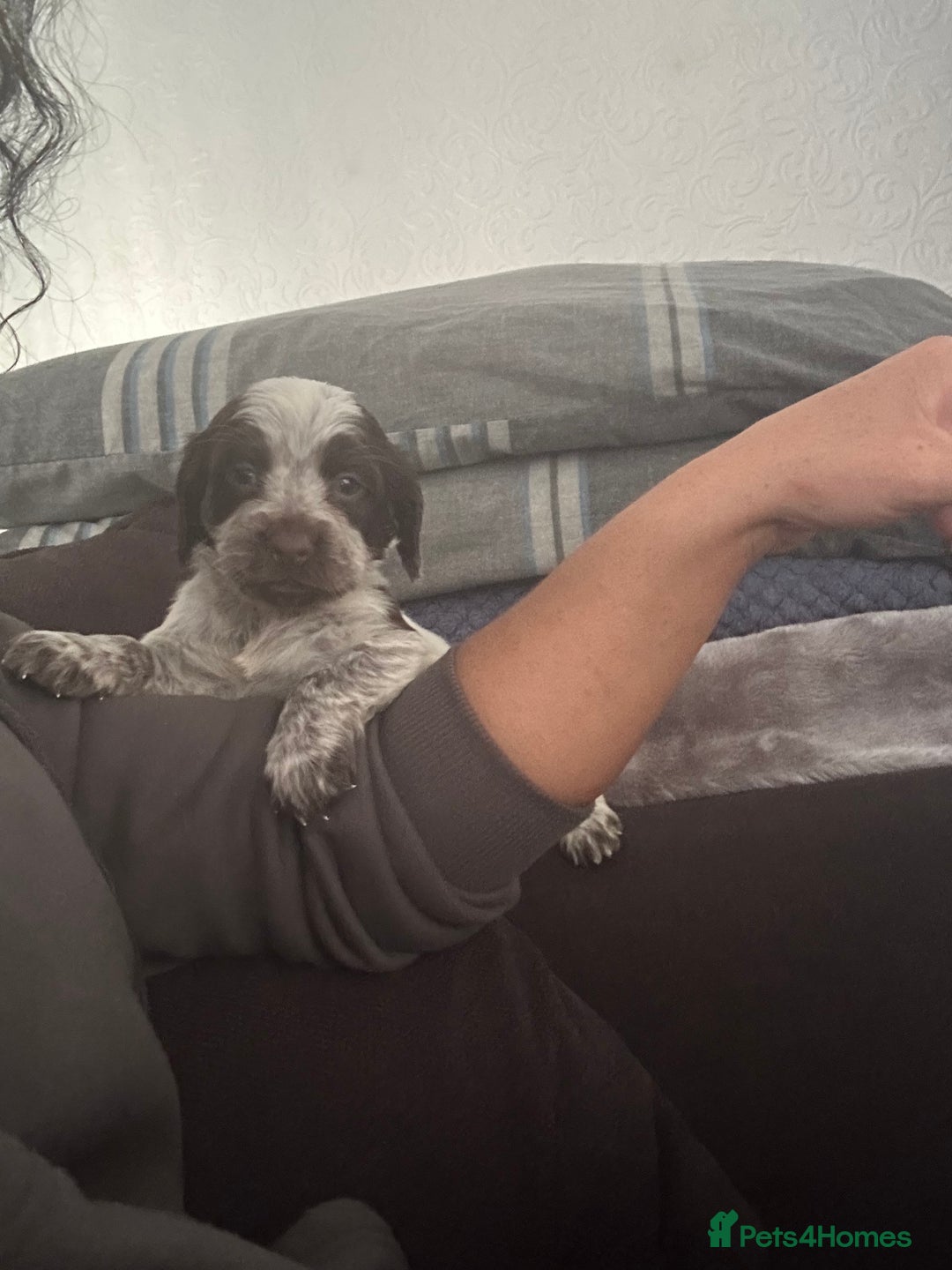 Cocker Spaniel dogs for sale: 🎀🎀2 girls left Adorable cocker spaniel puppies  - Advert 8