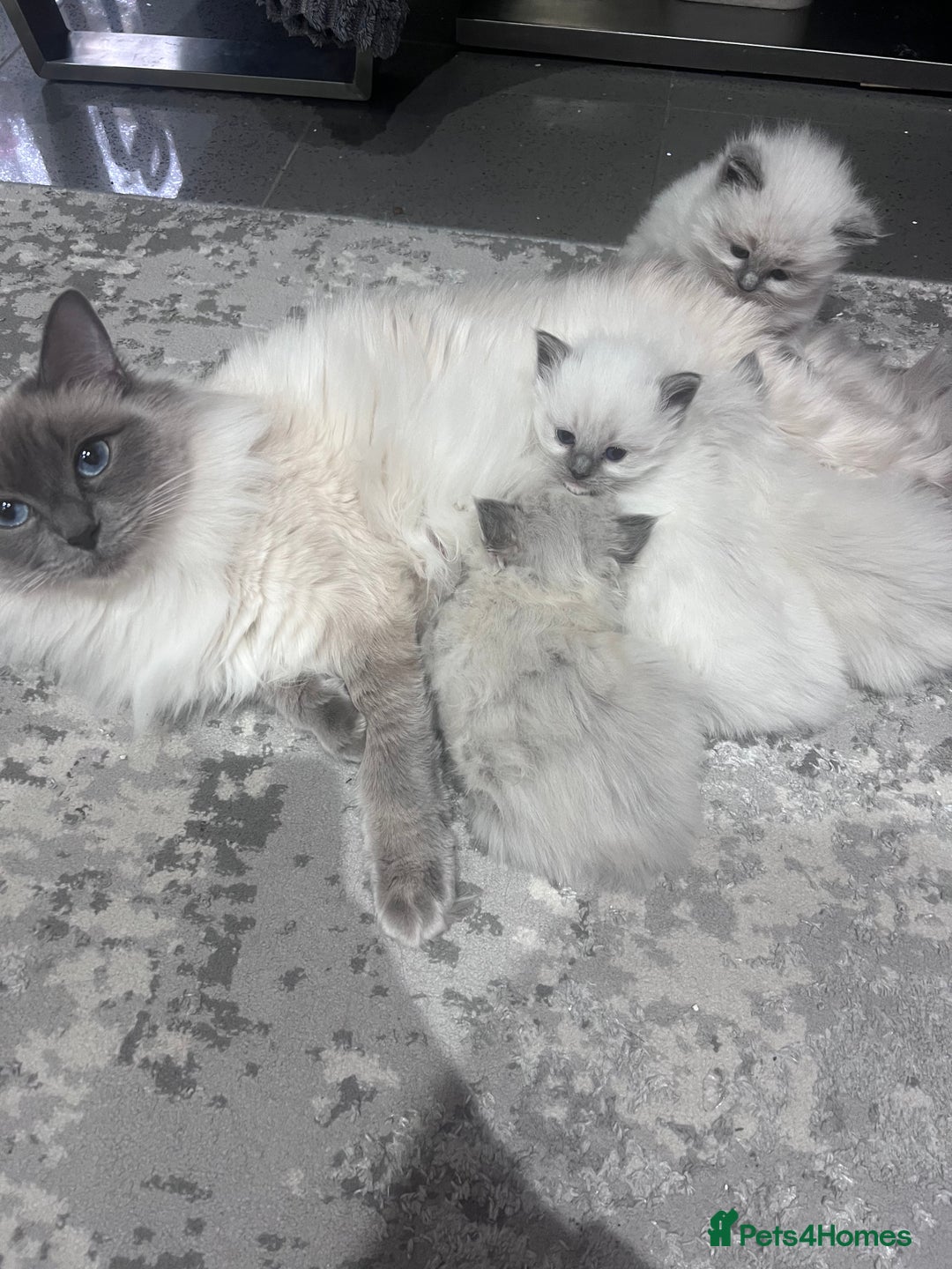 Ragdoll cats for sale: Adorable Ragdoll kittens  - Advert 2