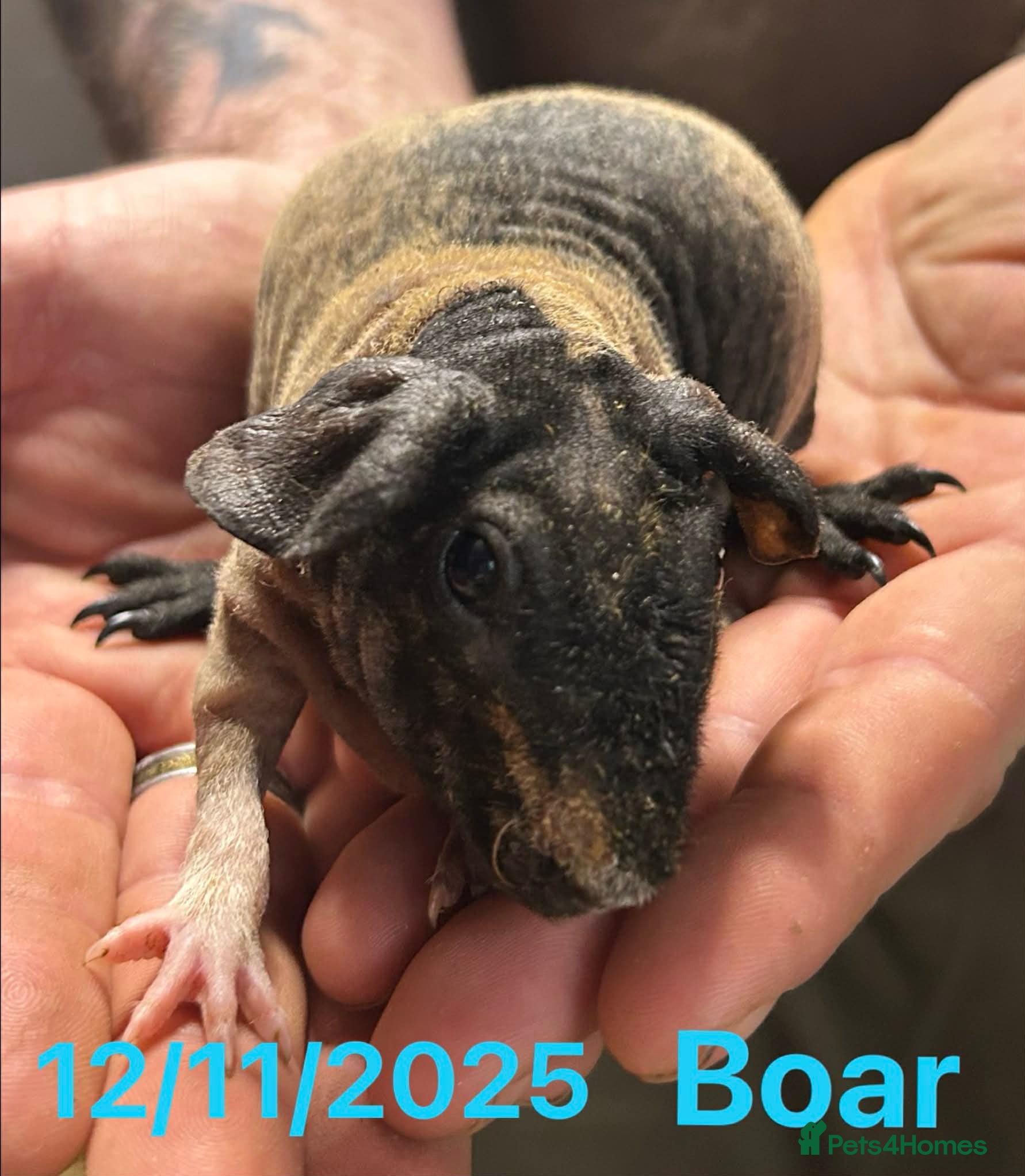 Guinea Pig rodents Skinny Pig/Werewolf Boars. Reserve Now.  - Advert 10