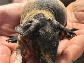 Guinea Pig rodents Skinny Pig/Werewolf Boars. Reserve Now. - Advert 10