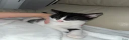 Bramble cats for sale: Kittens for sale  in Hamilton - Advert 14