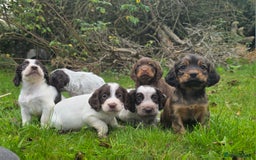 Cocker Spaniel dogs for sale: WORKING COCKER SPANIELS ..DNA CLEAR - Image 8
