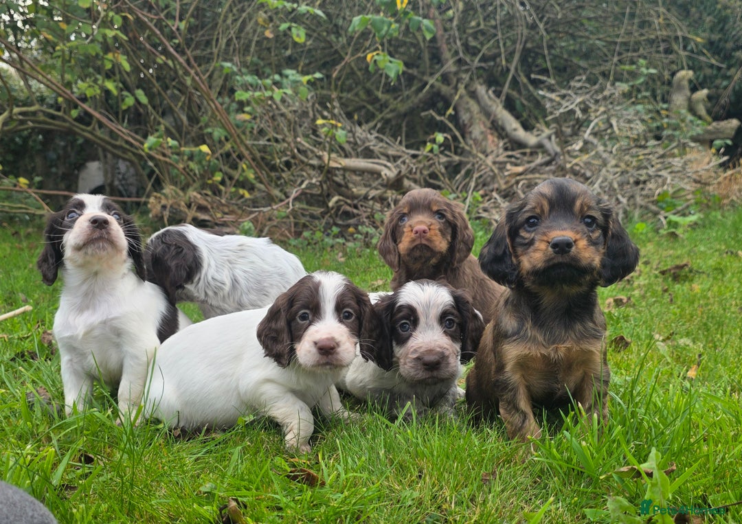 Cocker Spaniel dogs for sale: WORKING COCKER SPANIELS ..DNA CLEAR - Image 8