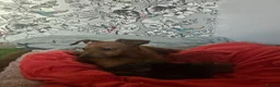 Miniature Pinscher dogs for sale: Adorable miniature pinscher puppies  - Advert 9