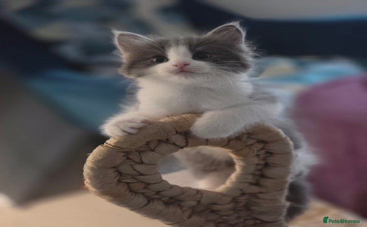 Mixed Breed cats - Advert 12