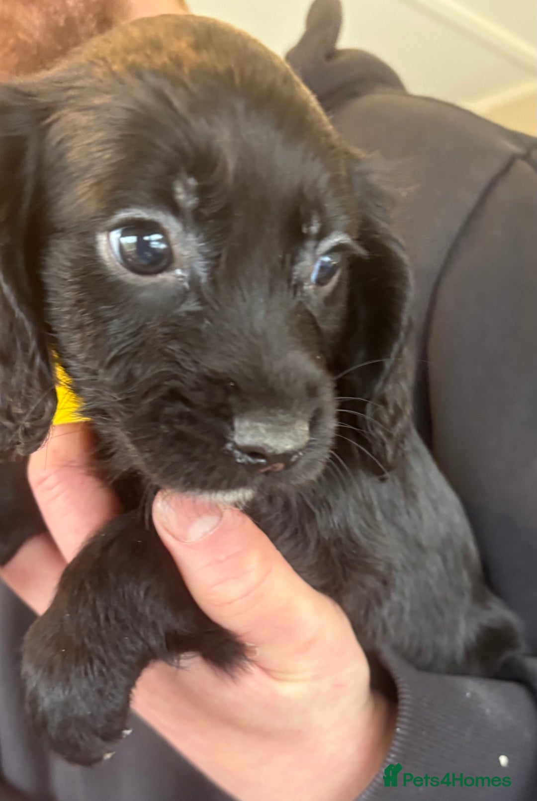 Sprocker dogs for sale: Beautiful Sprocker Puppies  - Advert 18