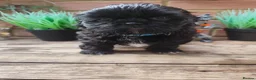 Shih Tzu dogs for sale: Shih tzu puppies  - Advert 8