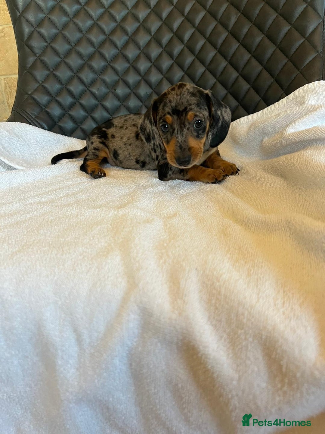 Dachshund dogs for sale: Dachshund puppies  - Advert 9