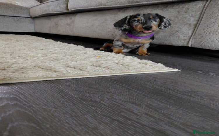 Miniature Dachshund dogs - Advert 8
