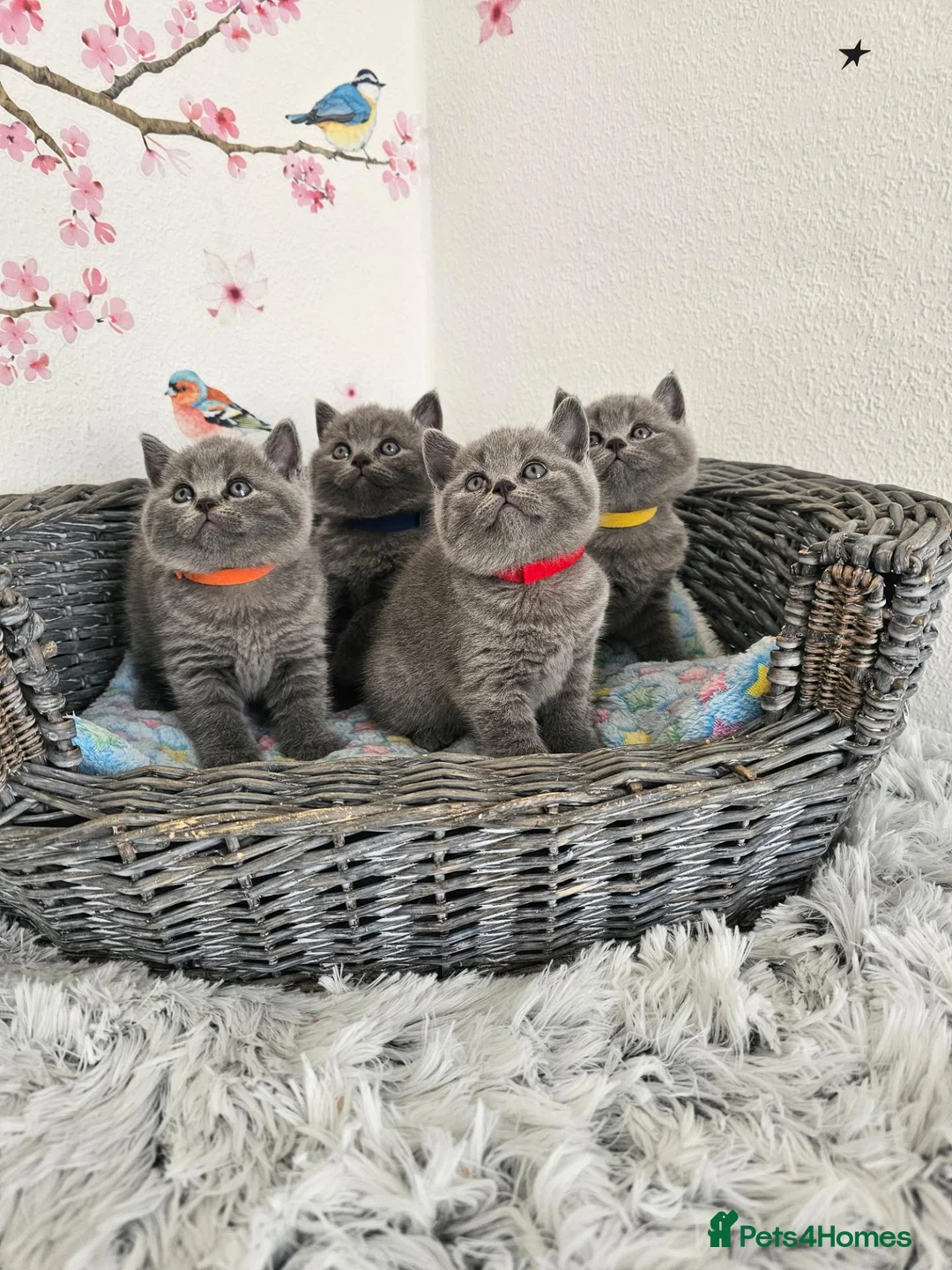 British Shorthair cats for sale: British Shorthair Kittens  - Advert 2