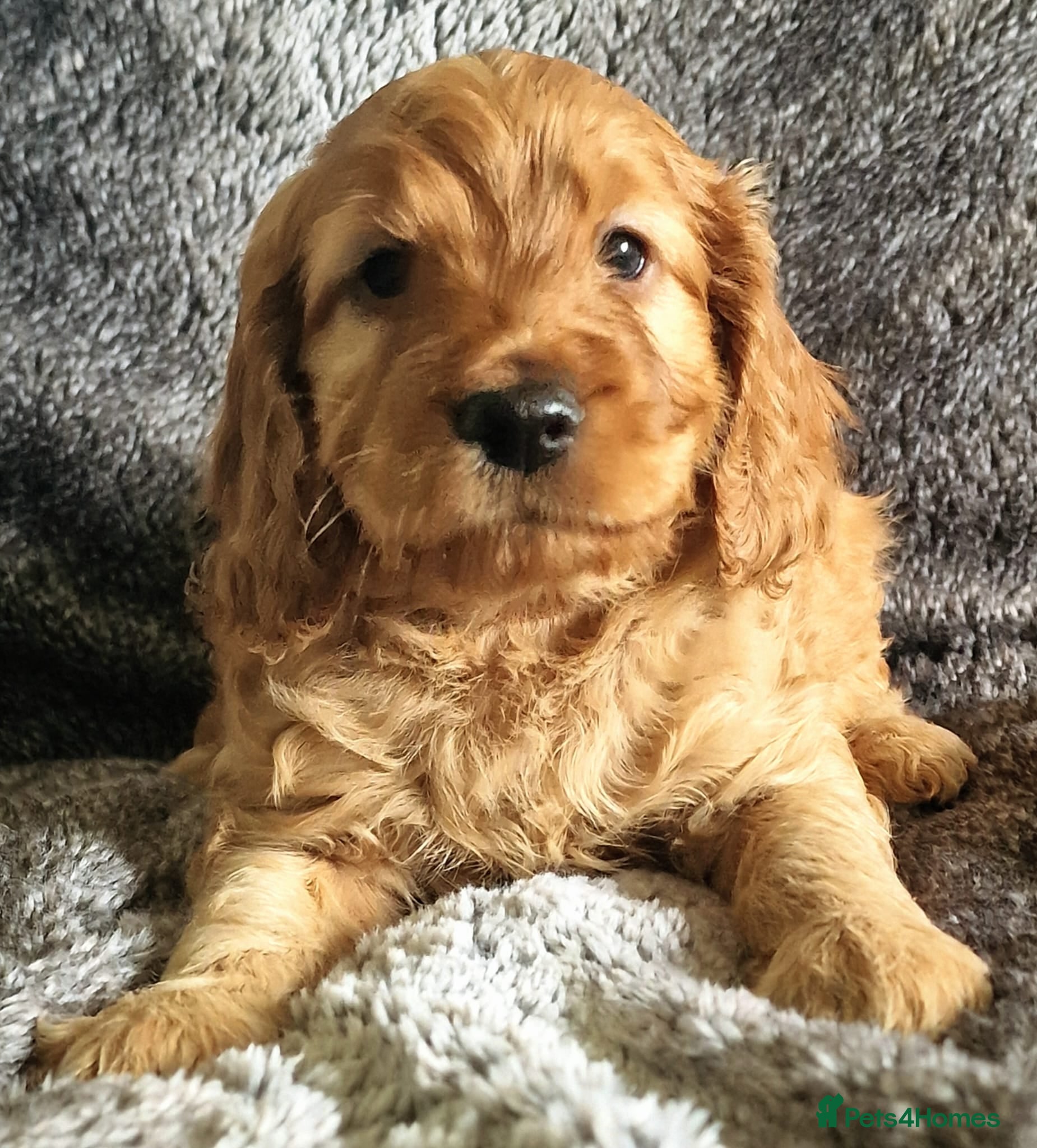 Cockapoo dogs 5* Licensed Breeder Cockapoo puppies F1 - Advert 8