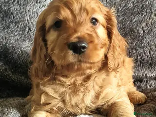 Cockapoo dogs 5* Licensed Breeder Cockapoo puppies F1 - Advert 8