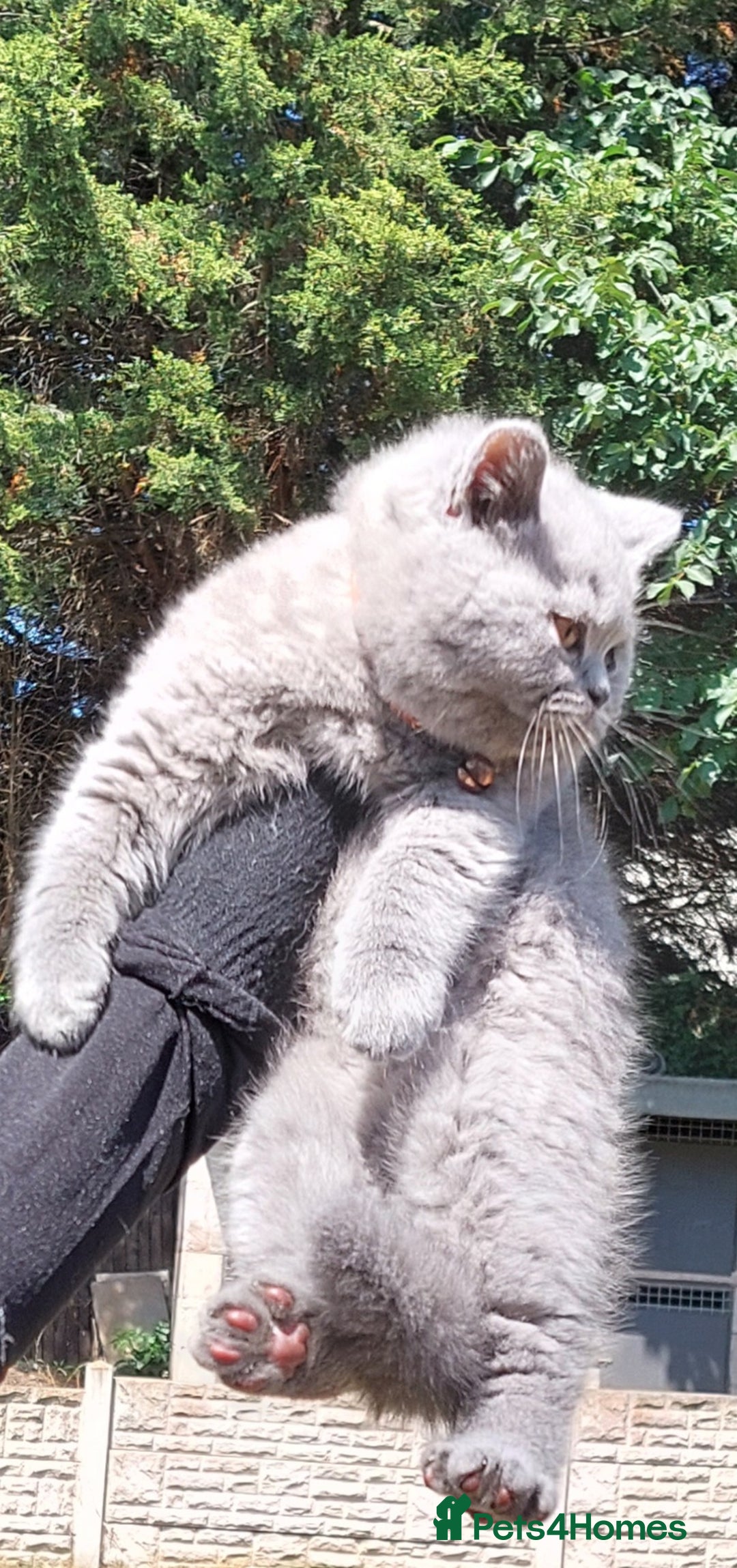 British Shorthair cats for sale: OUTSTANDING🏆PEDIGREE🎖CH SIRED in Dudley - Image 19