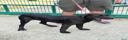 Cane Corso dogs for sale: 1 male 1 female cane  in Romford - Advert 9
