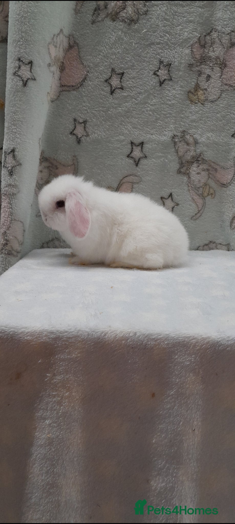 Mini Lop rabbits Superfriendly purebred mini lops - Advert 2