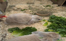 Dwarf Lop rabbits for sale: Beautiful young dwarf lop ready for their new home - Image 5