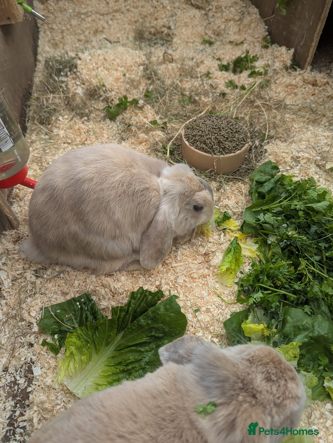 Dwarf Lop rabbits for sale: Beautiful young dwarf lop ready for their new home - Image 5