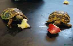 Hermann Tortoise reptiles for sale: Male hermann tortoise x2 - Image 1