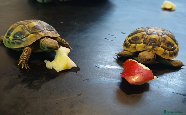 Hermann Tortoise reptiles - Advert 1
