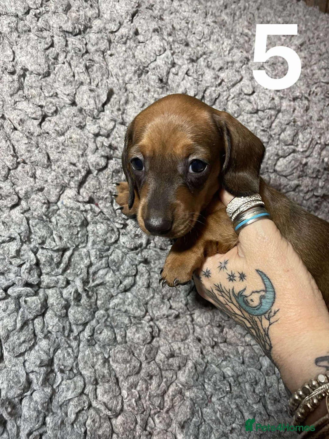 Dachshund dogs for sale: Stunning Litter of dachshund Puppies - Advert 18