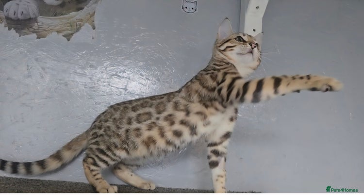 Bengal cats - Advert 6