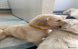 Golden Retriever dogs for sale: Golden Retriever Chunky Puppies for sale - Image 20