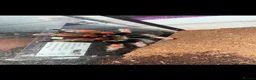 Tarantulas invertebrates for sale: Bundle of tarantulas  in St Albans - Advert 2