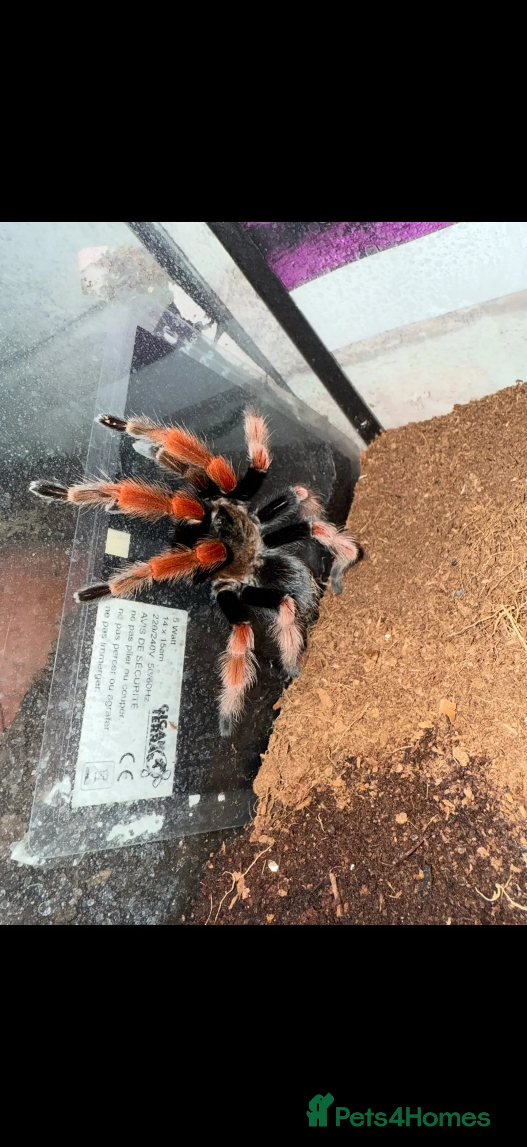 Tarantulas invertebrates for sale: Bundle of tarantulas  in St Albans - Advert 2