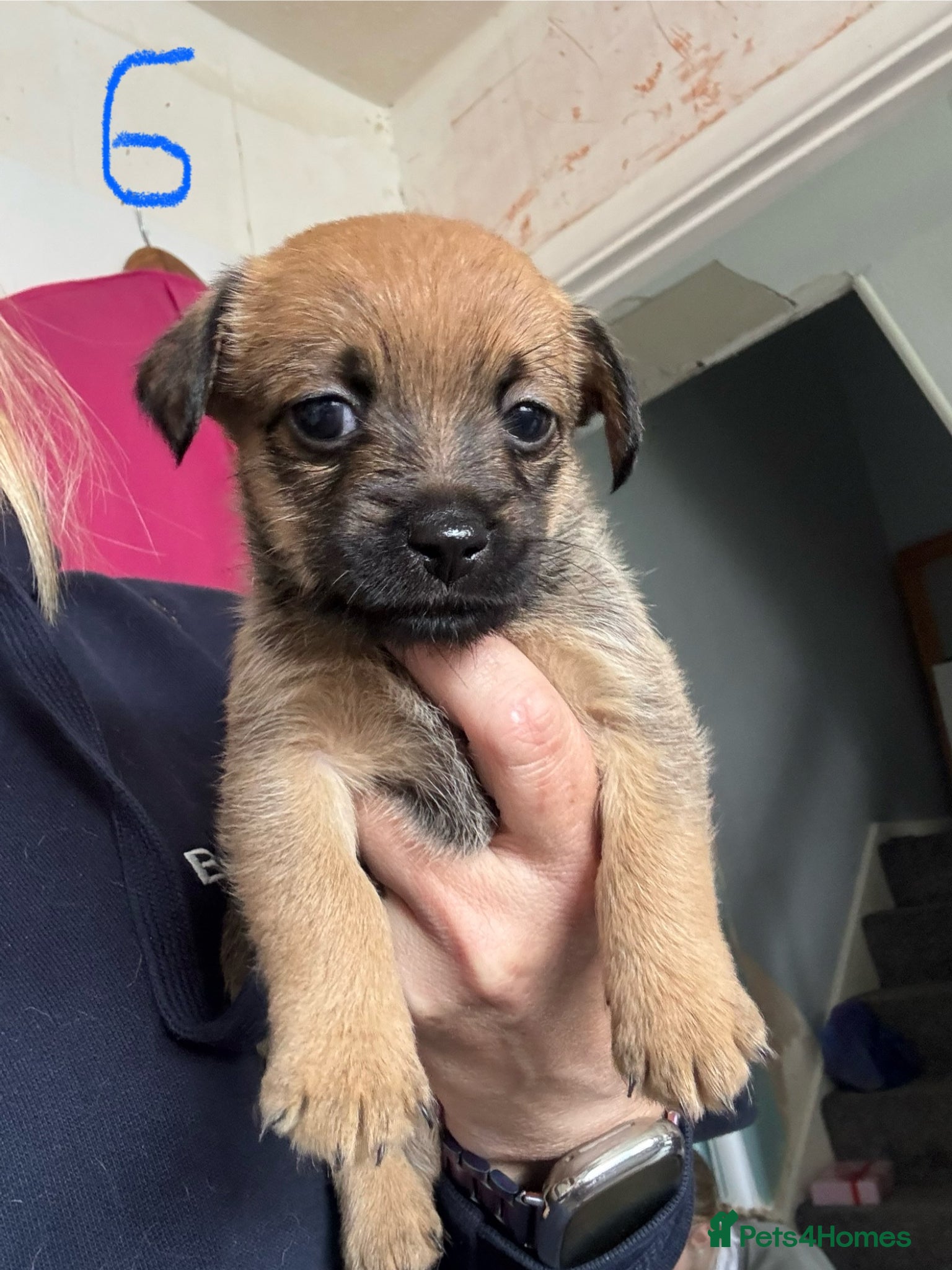 Mixed Breed dogs for sale: Cairmal X Jorkie puppies - Advert 8