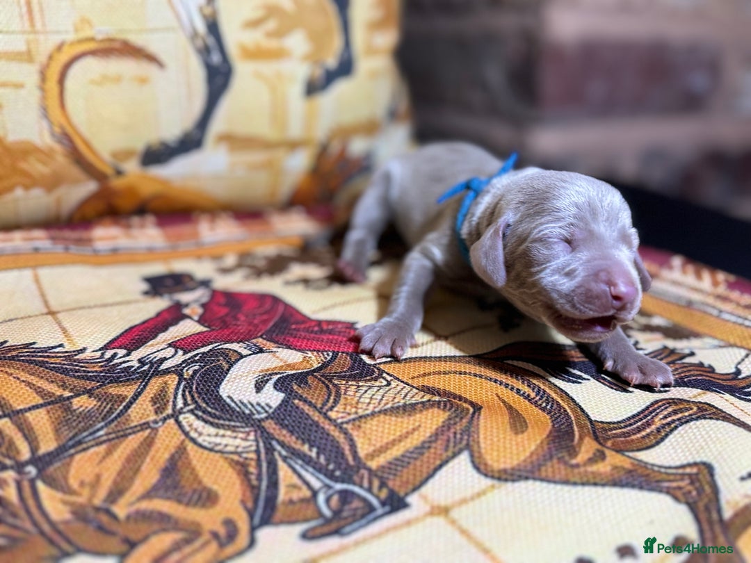 Weimaraner dogs for sale: 🐾Adorable KC Registered Weimaraner Puppies🐾 - Image 8