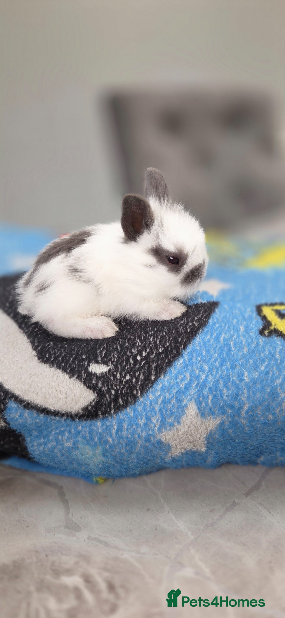 Mini Lion Lop rabbits for sale: Lionlops - Advert 11