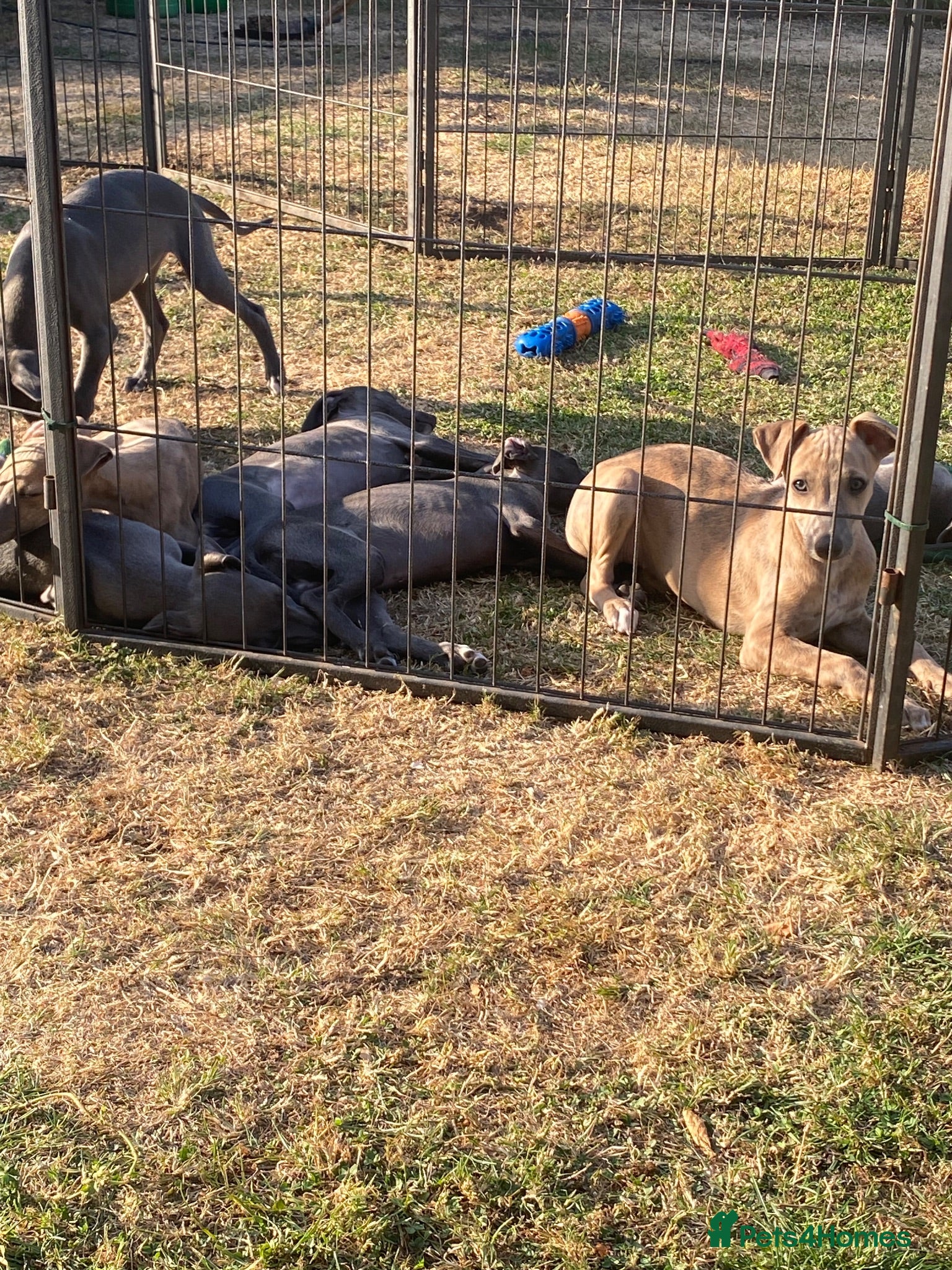 Whippet dogs Beautiful blue/brindle Whippets  - Advert 2