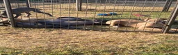Whippet dogs for sale: Two Beautiful Whippet girls remaining  - Advert 16