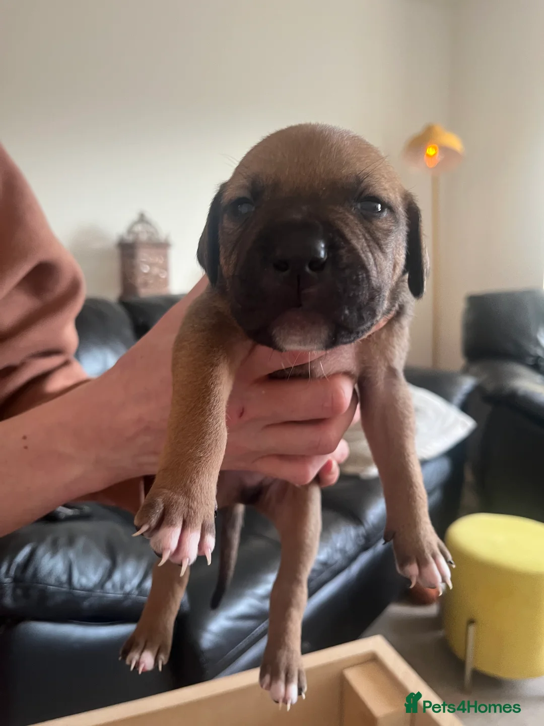 Mixed Breed dogs for sale: blue staff cross american bulldog  - Advert 9