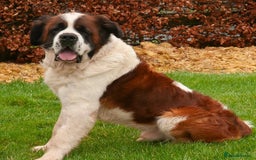 Saint Bernard dogs for stud: St Bernard for stud - Image 2