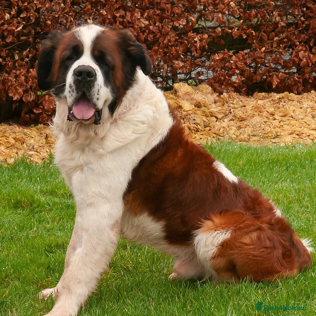 Saint Bernard dogs for stud: St Bernard for stud - Image 2