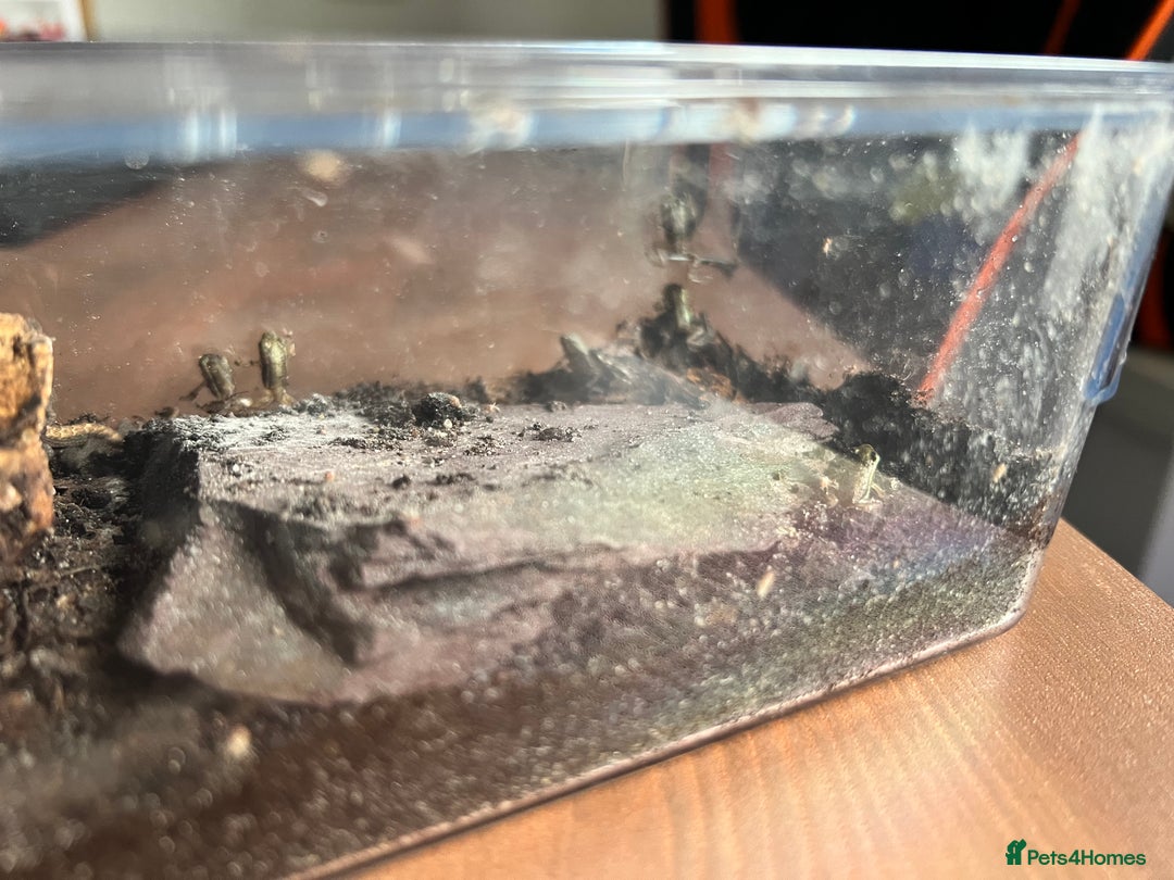 Frog reptiles for sale: Santa Isabel Dart Froglets For Sale - Image 4
