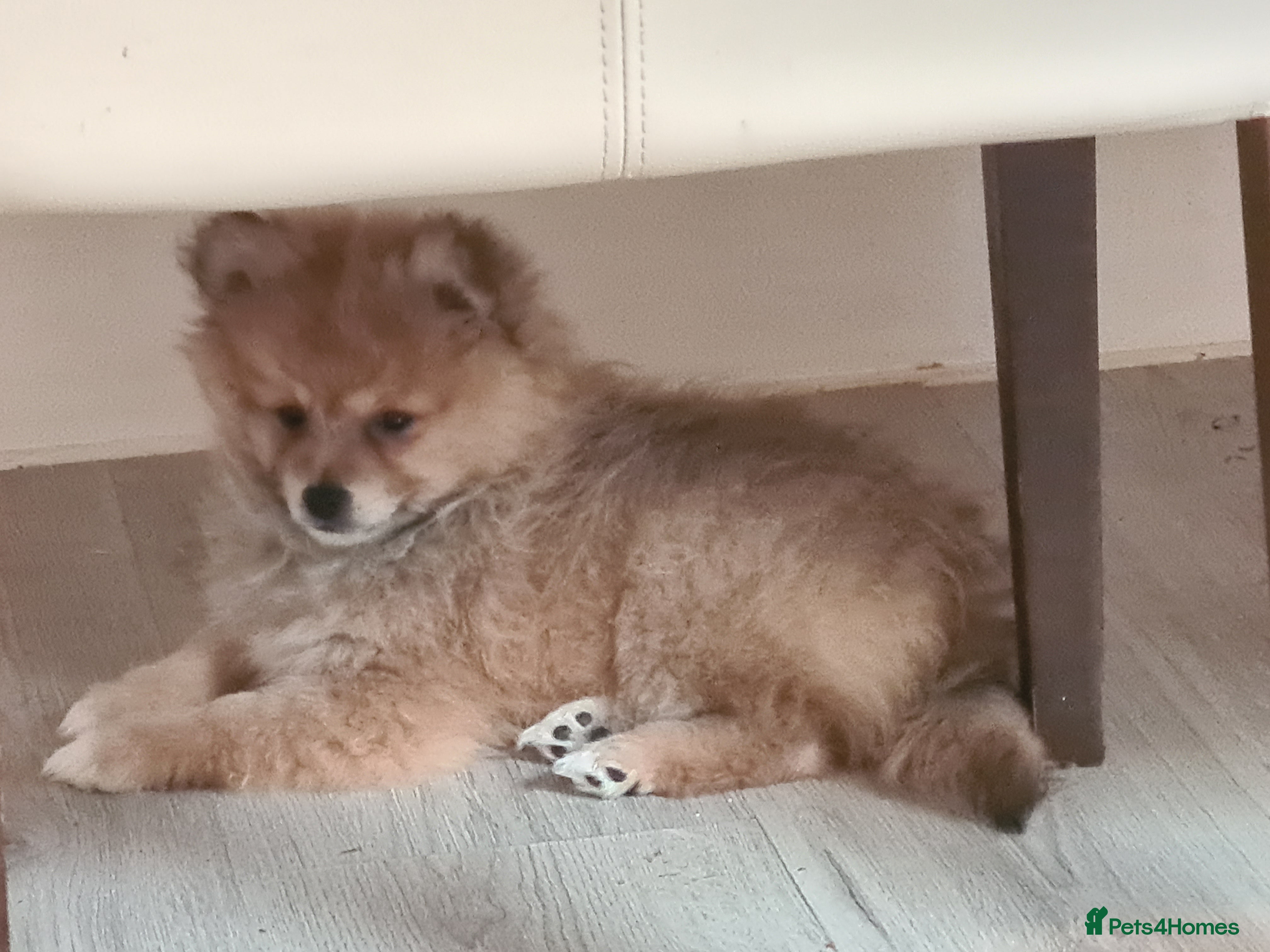 Pomeranian dogs for sale: 3 female pomeranian puppies  - Advert 7