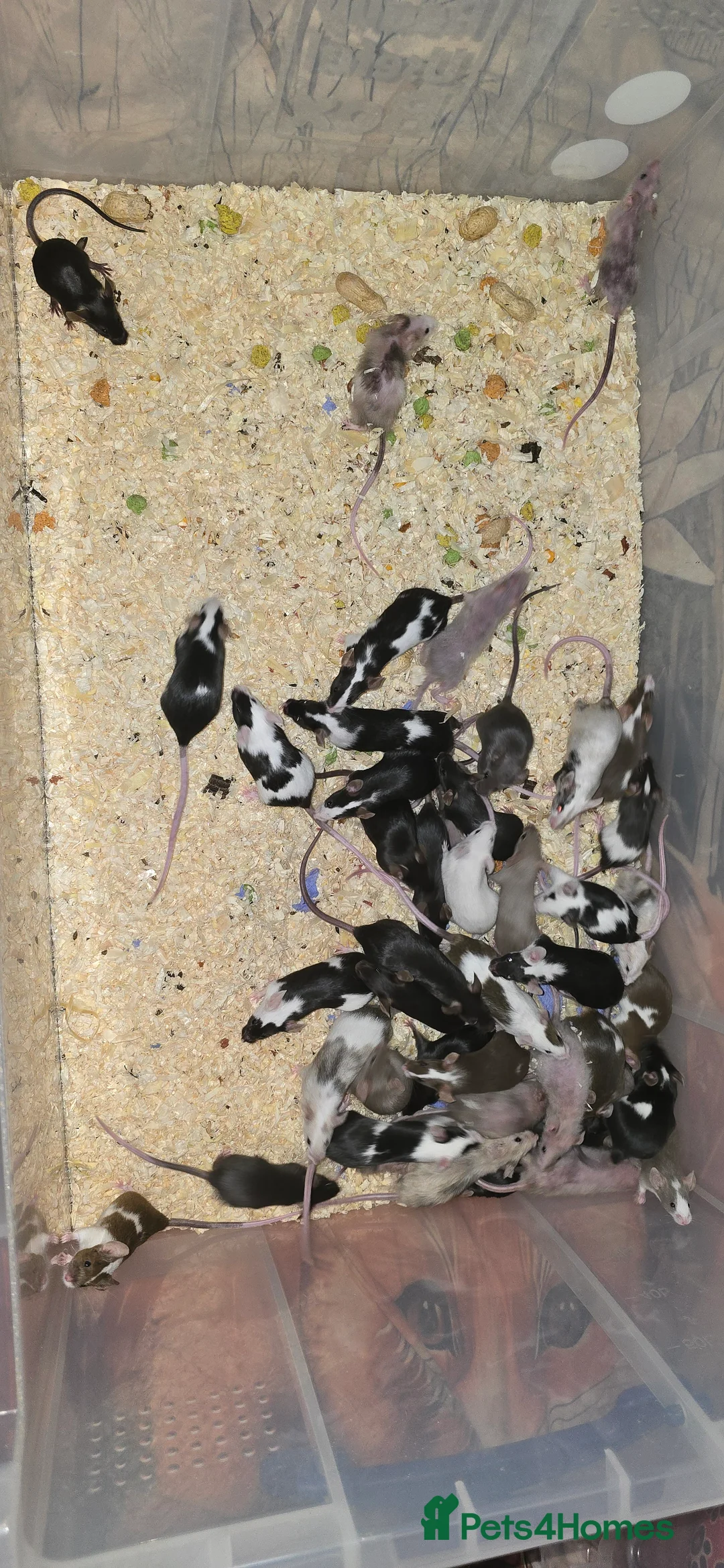 Mouse rodents for sale: Baby Fancy Mice, Mostly Females - Advert 6