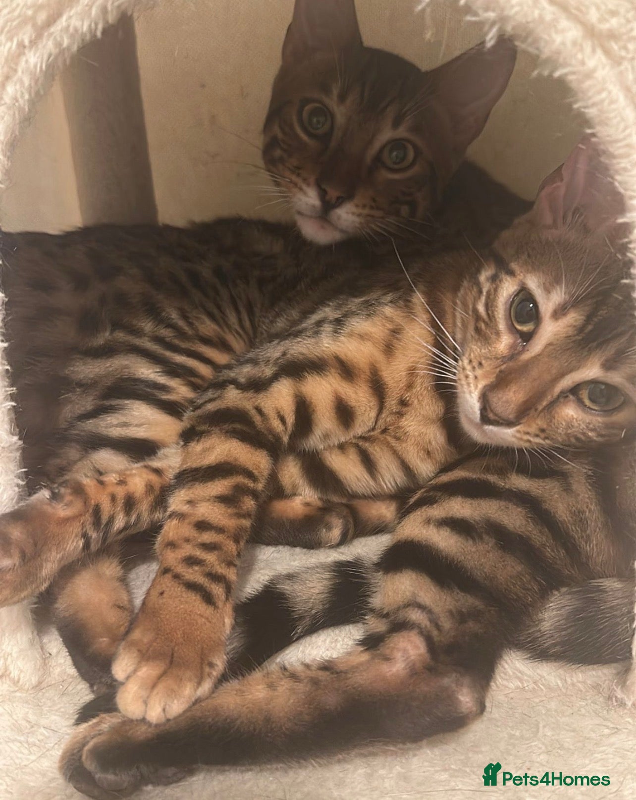 Bengal cats 2 pure bengals for sale just the female left  - Advert 14