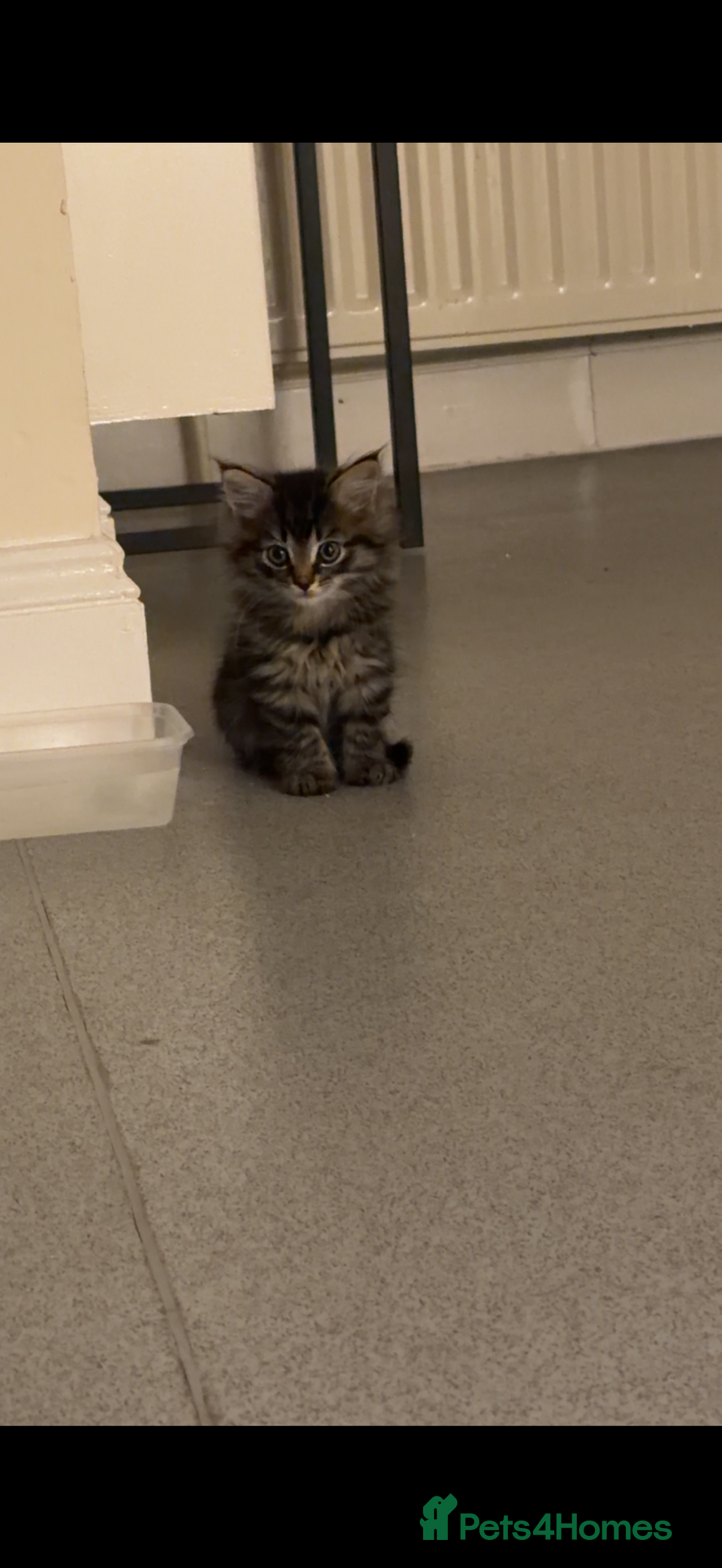 Mixed Breed cats for sale: Two gorgeous tabby sibling kittens  - Advert 2