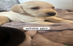 Labrador Retriever dogs for sale: Labrador puppies  - Image 9