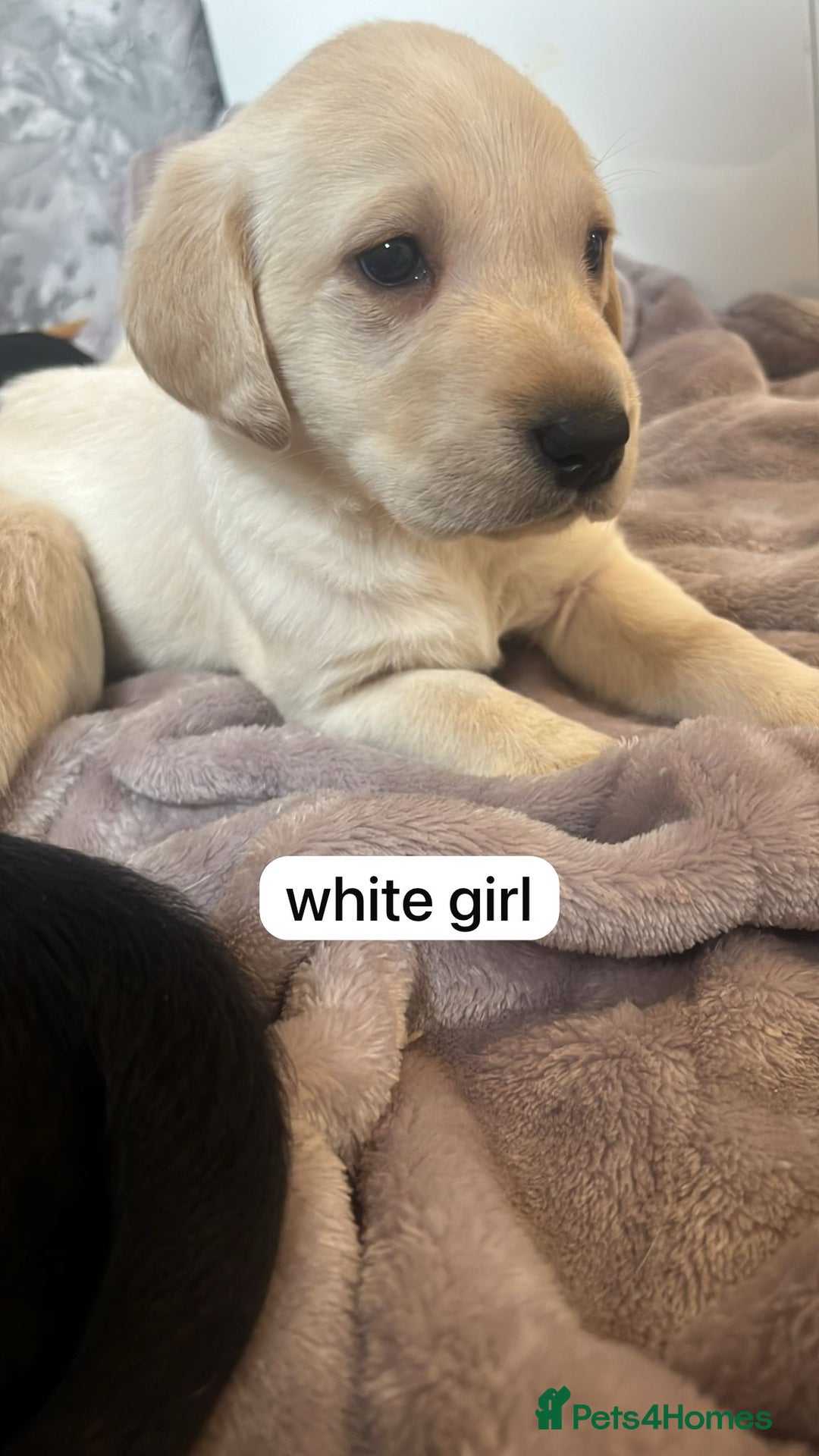 Labrador Retriever dogs for sale: Labrador puppies  - Image 9
