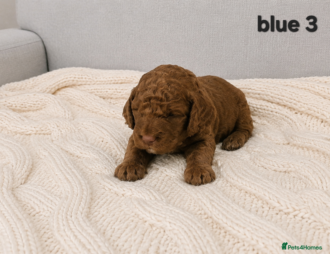 Cockapoo dogs Cockapoo  - Advert 3