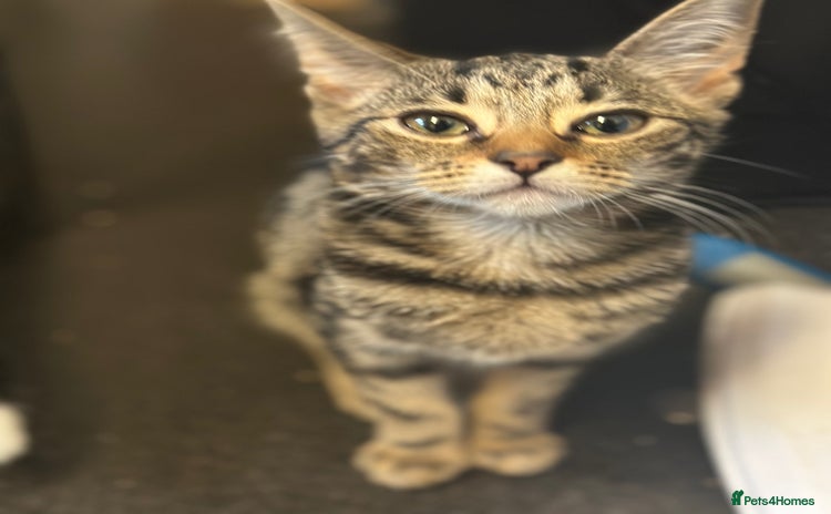 Mixed Breed cats - Advert 11