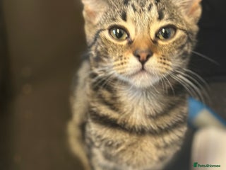 Mixed Breed cats - Advert 34