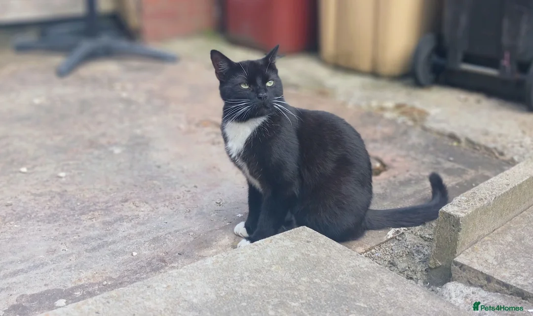 Mixed Breed cats for sale: FOR ADOPTION  in Wigan - Advert 1