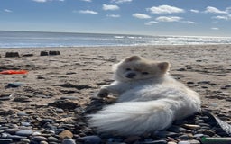Pomeranian dogs for stud: Pure Pomeranian dog for stud - Image 8