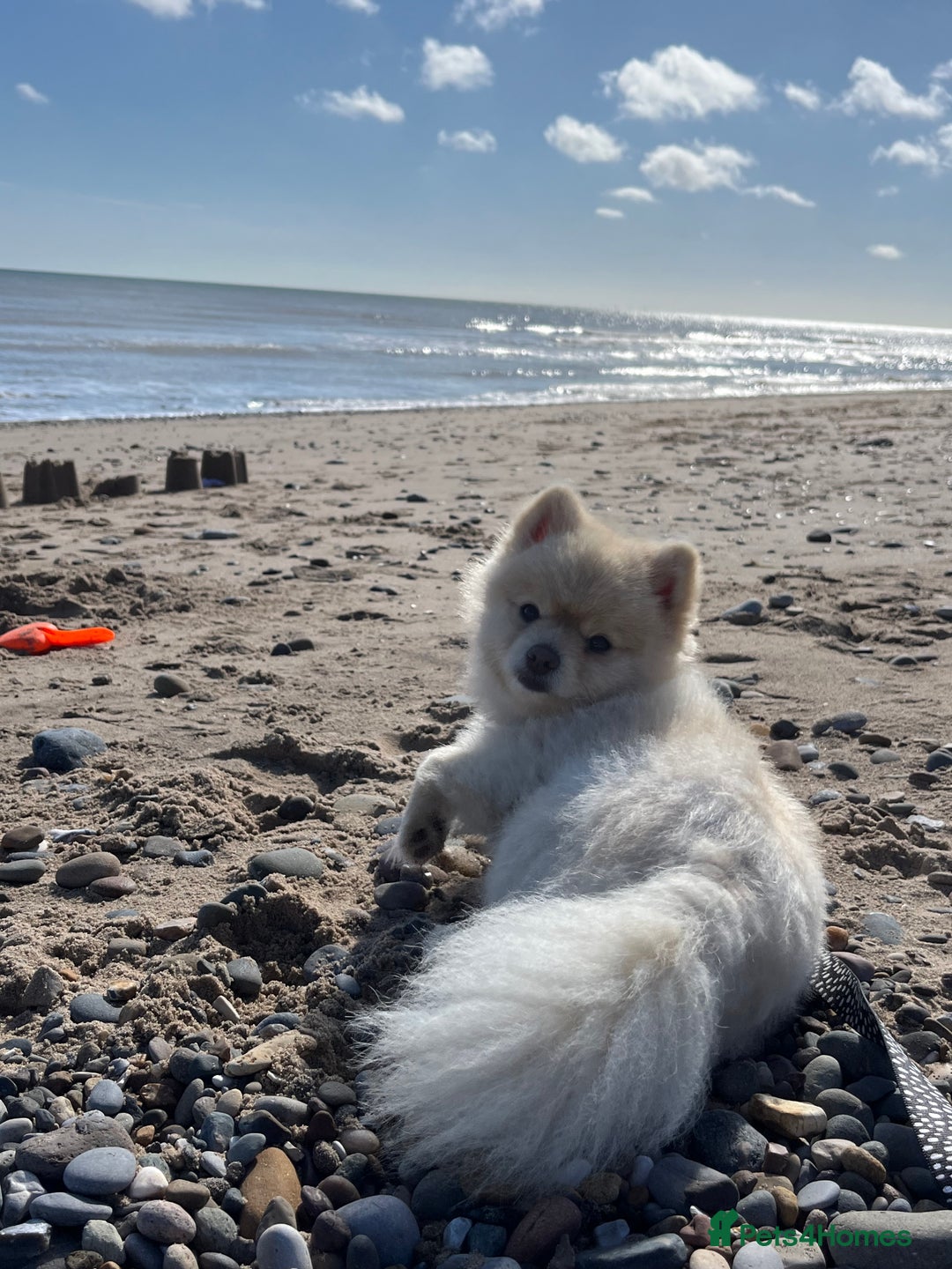 Pomeranian dogs for stud: Pure Pomeranian dog for stud - Image 8